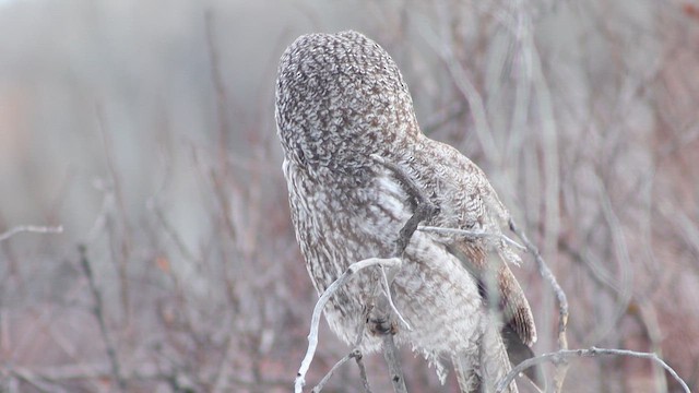 Бородатая неясыть - ML647111982