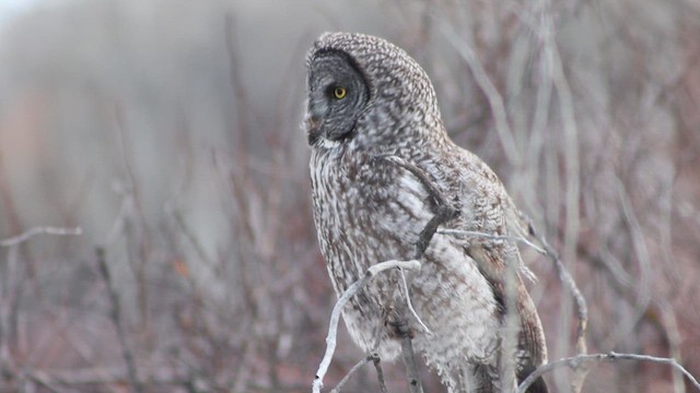 Бородатая неясыть - ML647111984