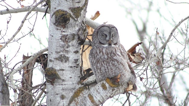 Бородатая неясыть - ML647111986