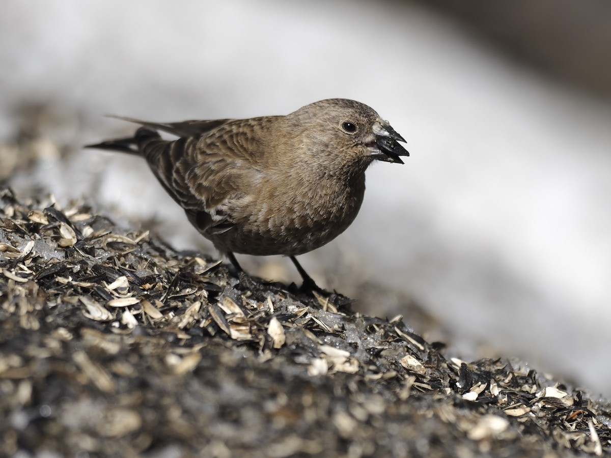 pěnkavice coloradská - ML647111997