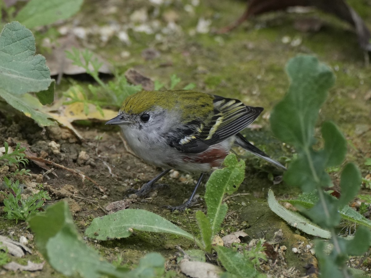 lesňáček rezavoboký - ML647111998