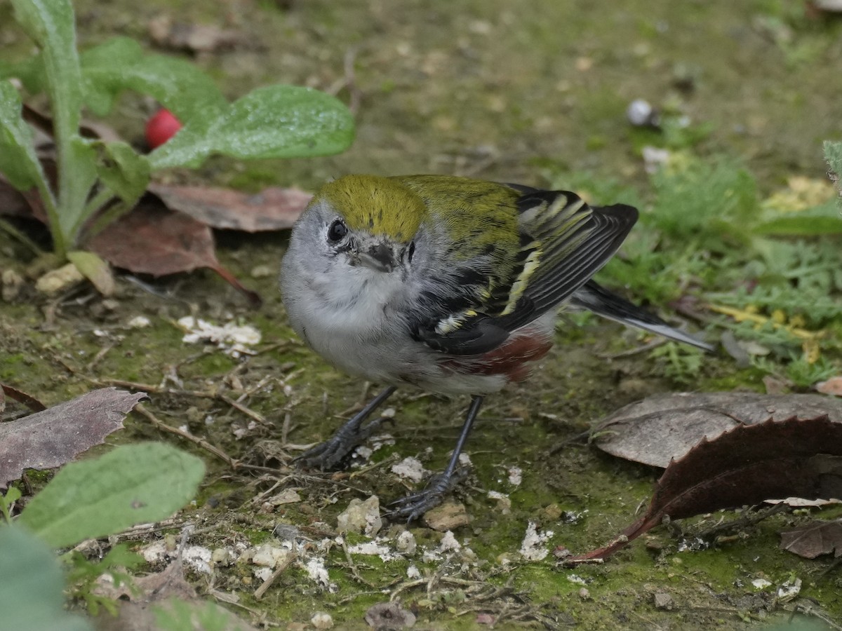 lesňáček rezavoboký - ML647111999
