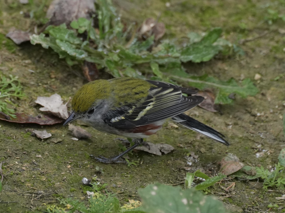 lesňáček rezavoboký - ML647112000