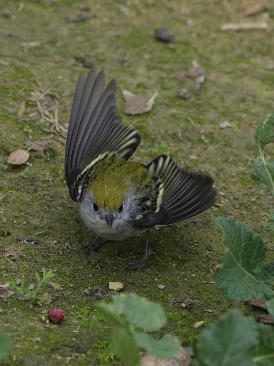 lesňáček rezavoboký - ML647112001