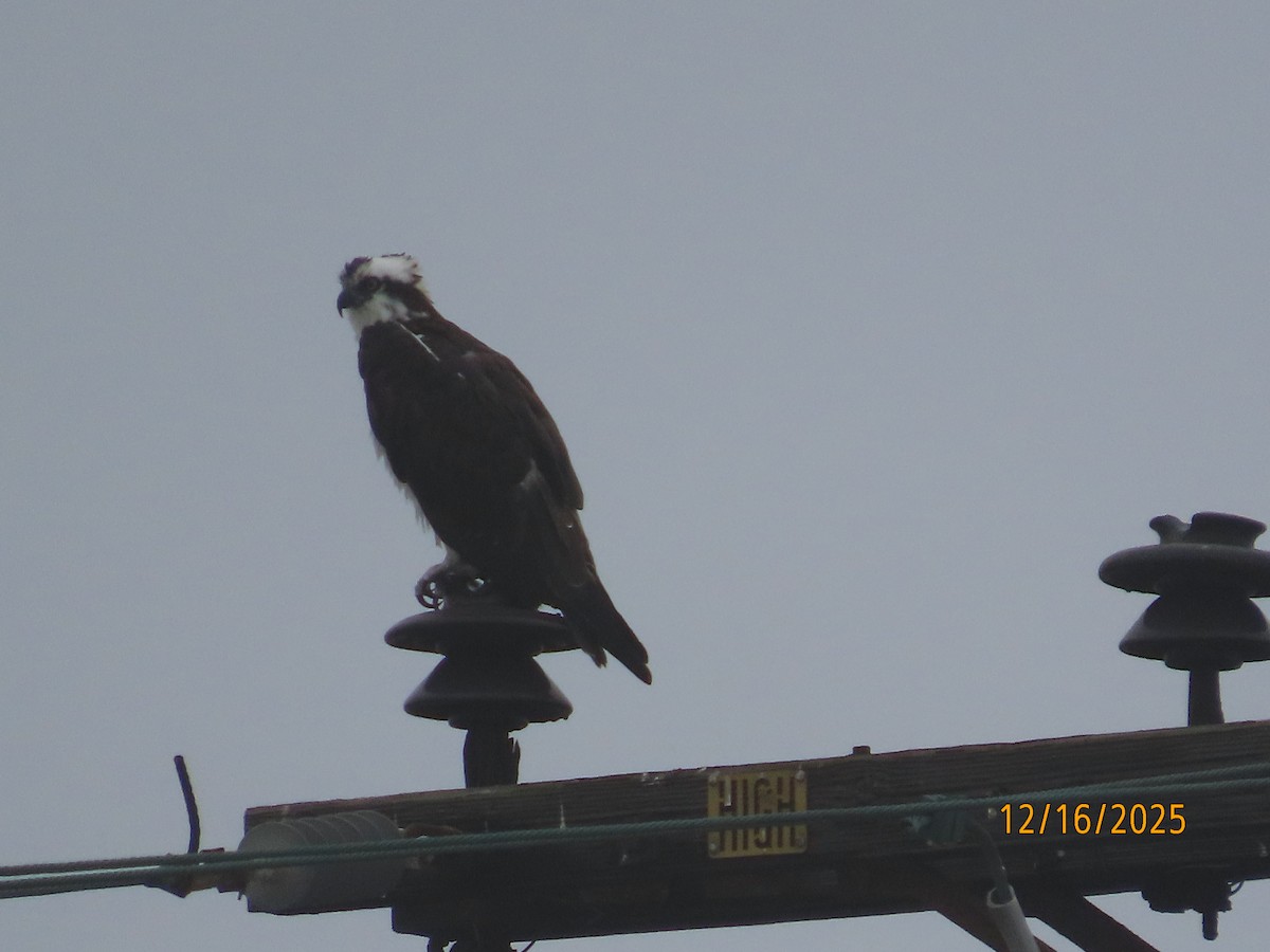 Balık Kartalı - ML647112003