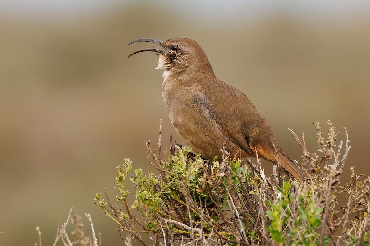 California Thrasher - ML647112004