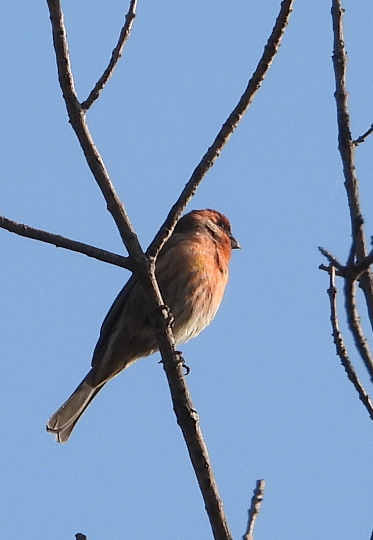 House Finch - ML647112005