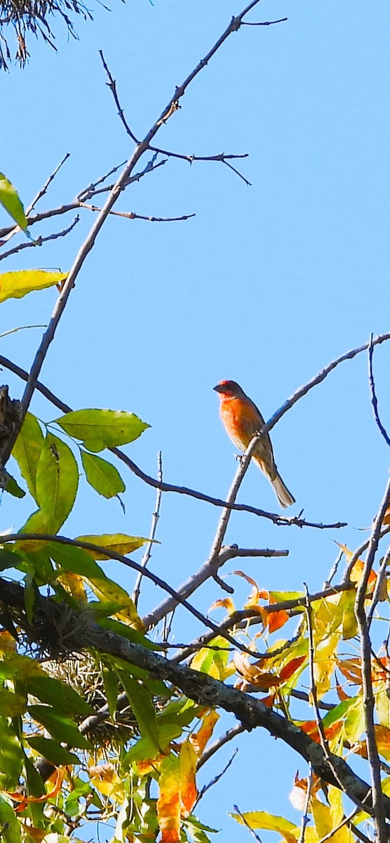 House Finch - ML647112006