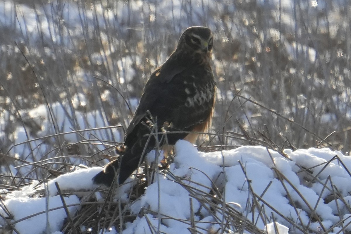 Hudsonweihe - ML647112007