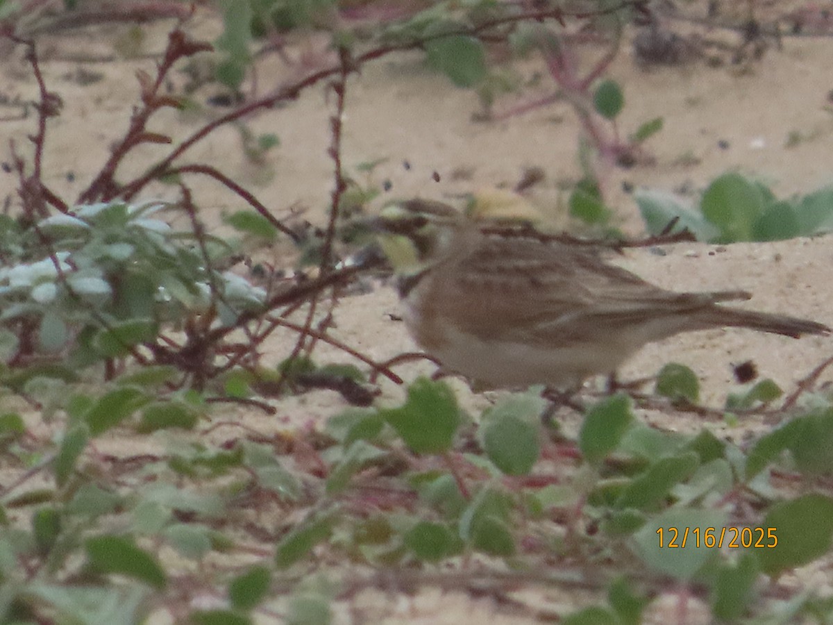 Kulaklı Toygar - ML647112013