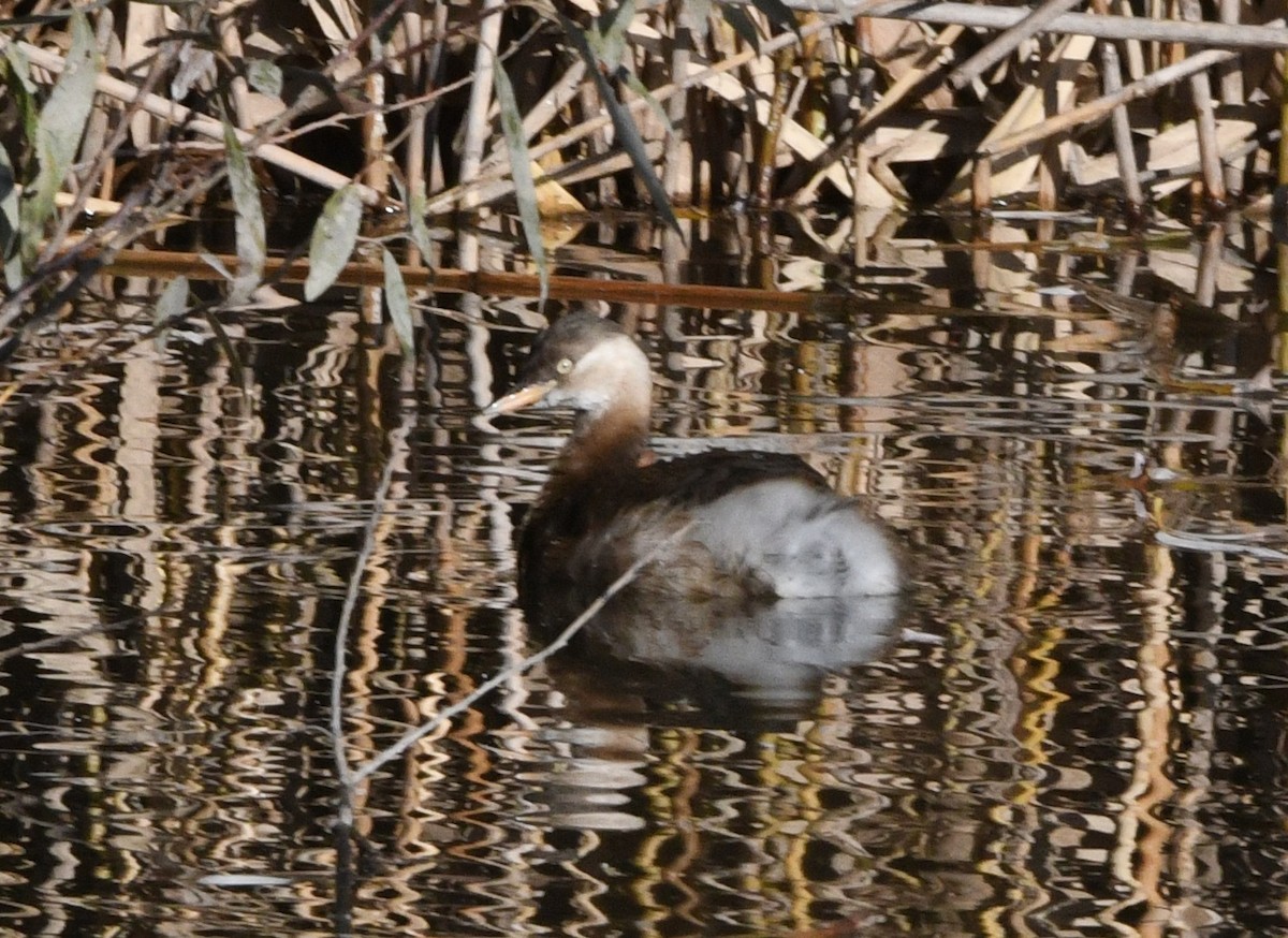 Little Grebe - ML647112019