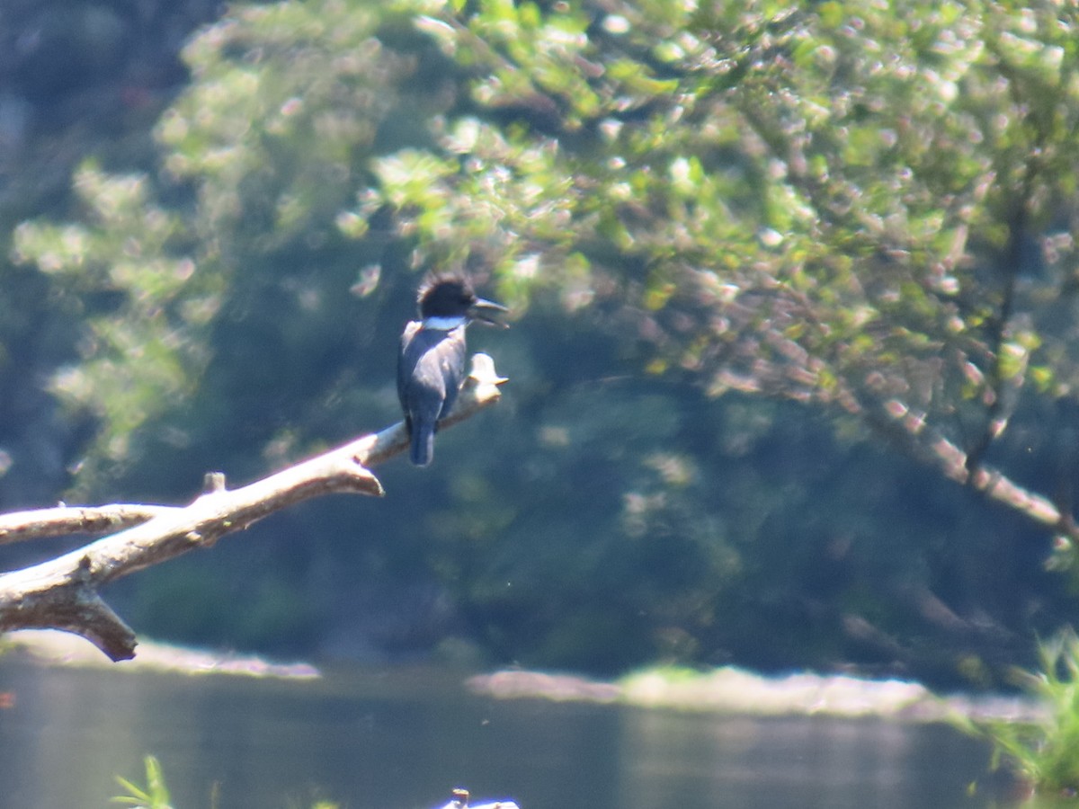 שלדג אמריקני - ML647112028