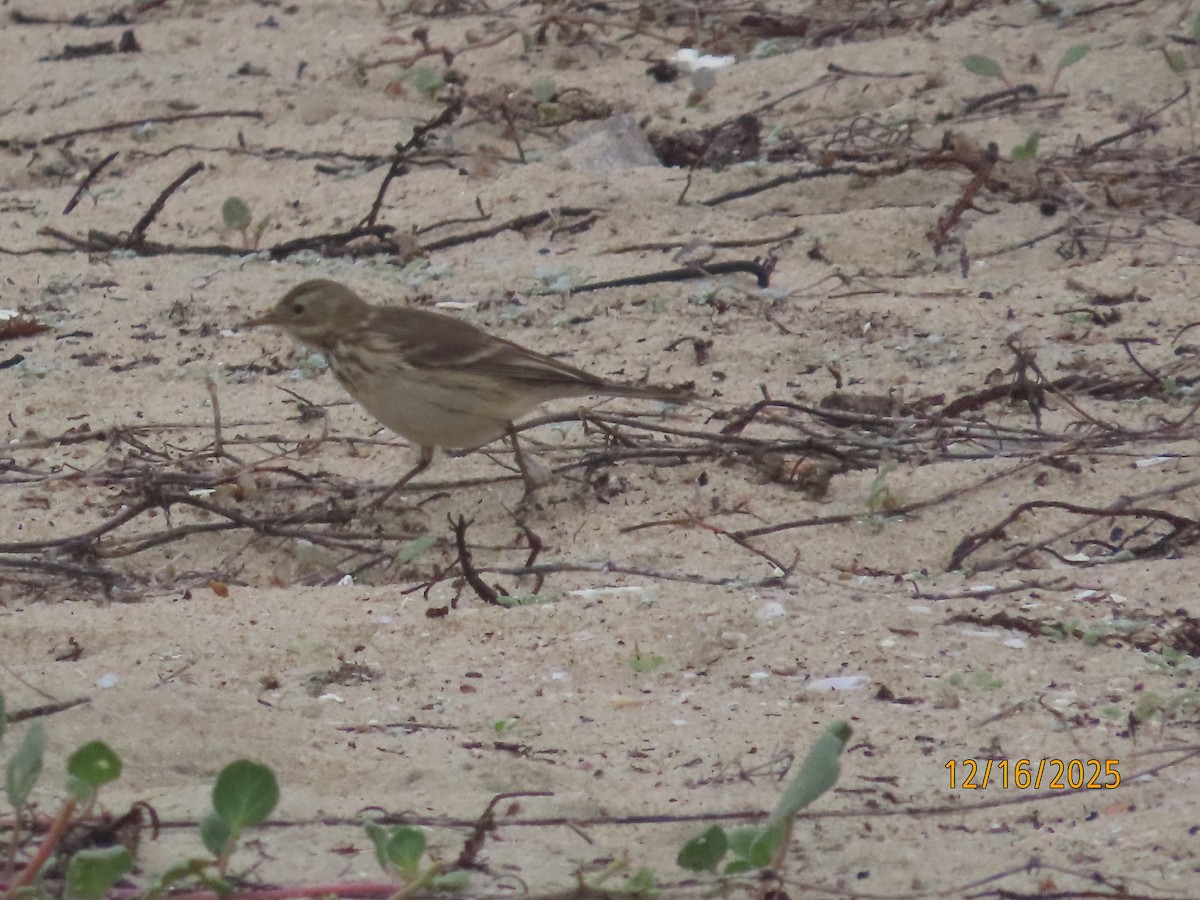 Amerika İncirkuşu - ML647112032