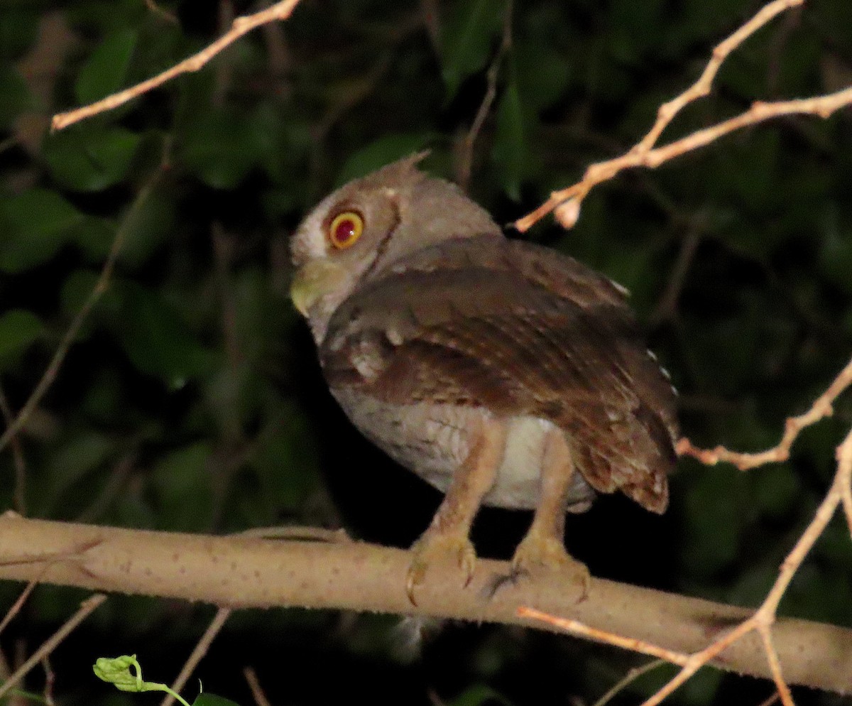 Pacific Screech-Owl - ML647112037