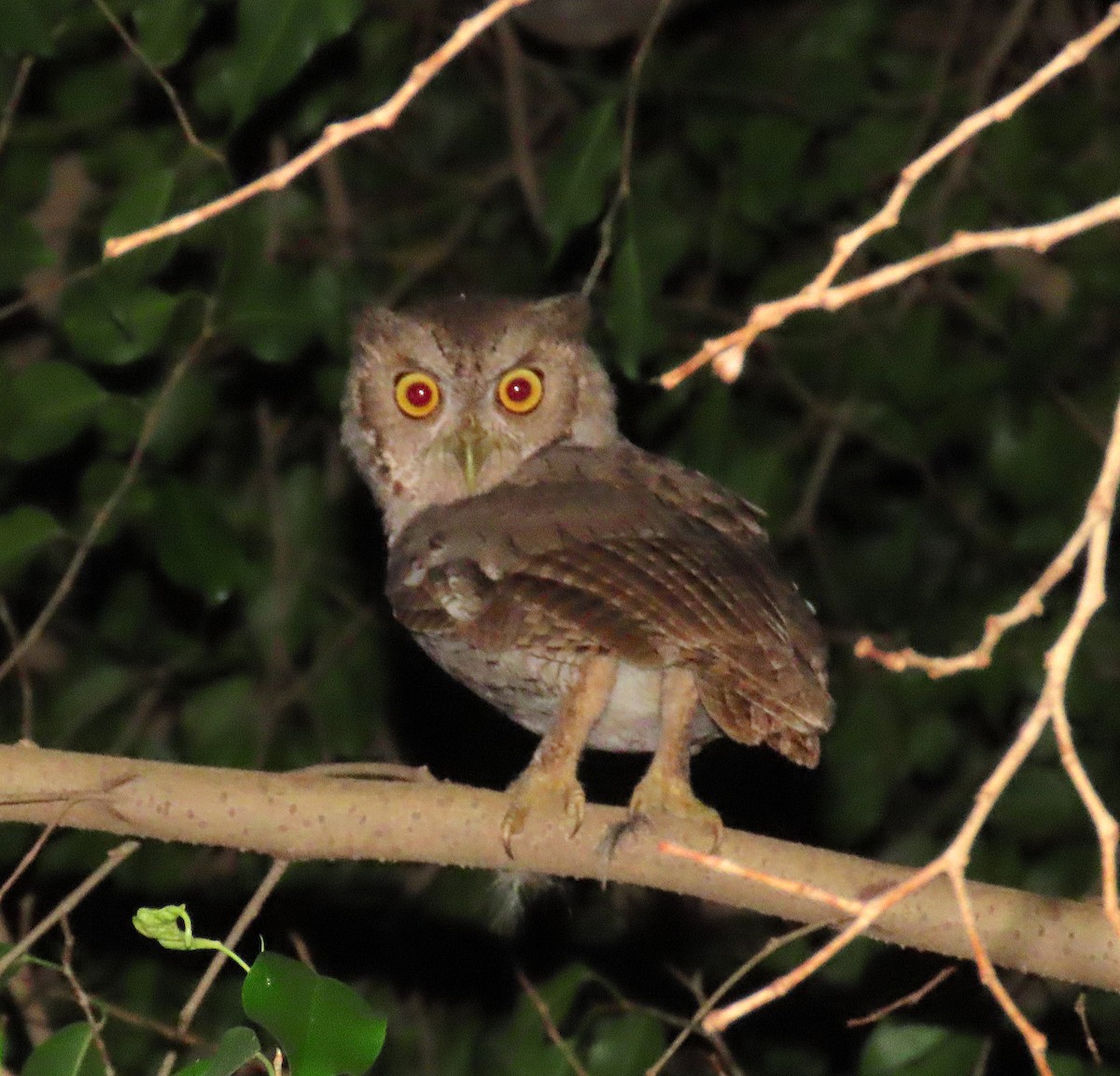 Pacific Screech-Owl - ML647112038