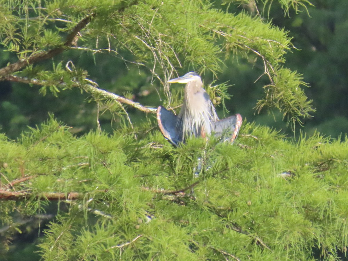 Great Blue Heron - ML647112042