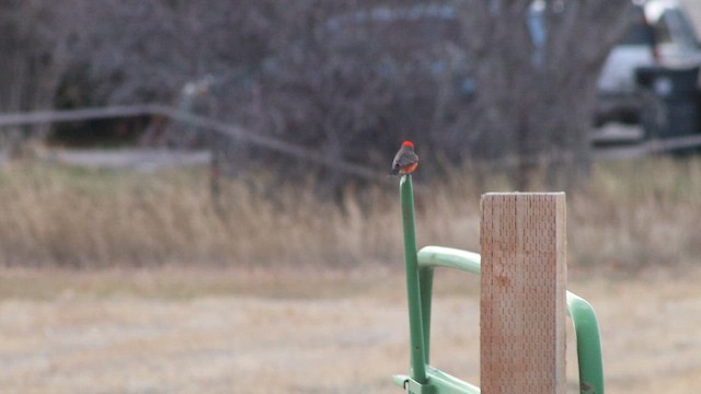 Красный мухолов [группа mexicanus] - ML647112044