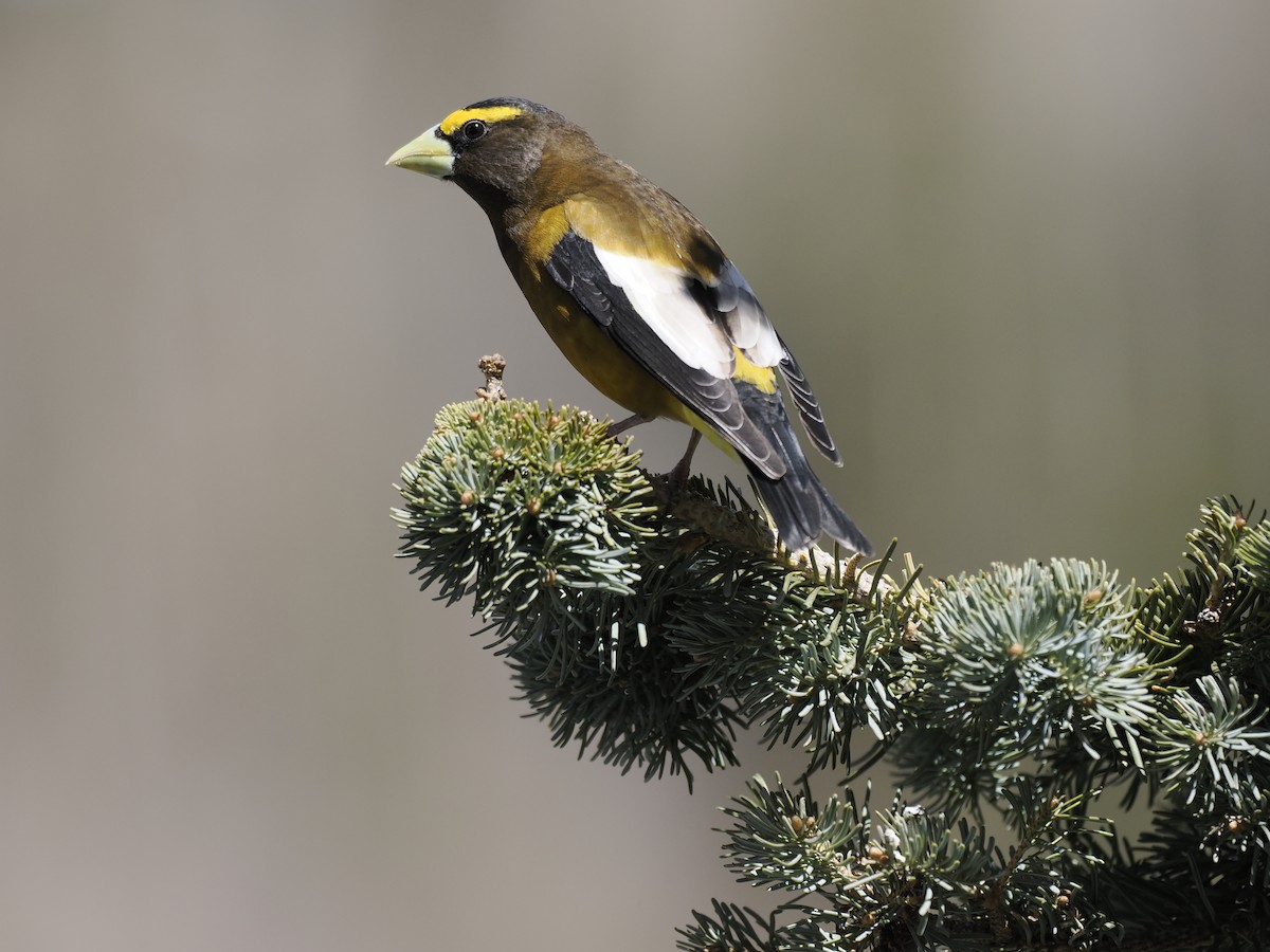 Evening Grosbeak - ML647112046