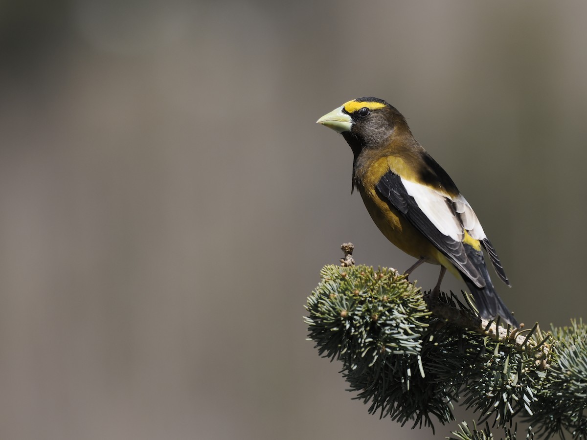 Evening Grosbeak - ML647112051
