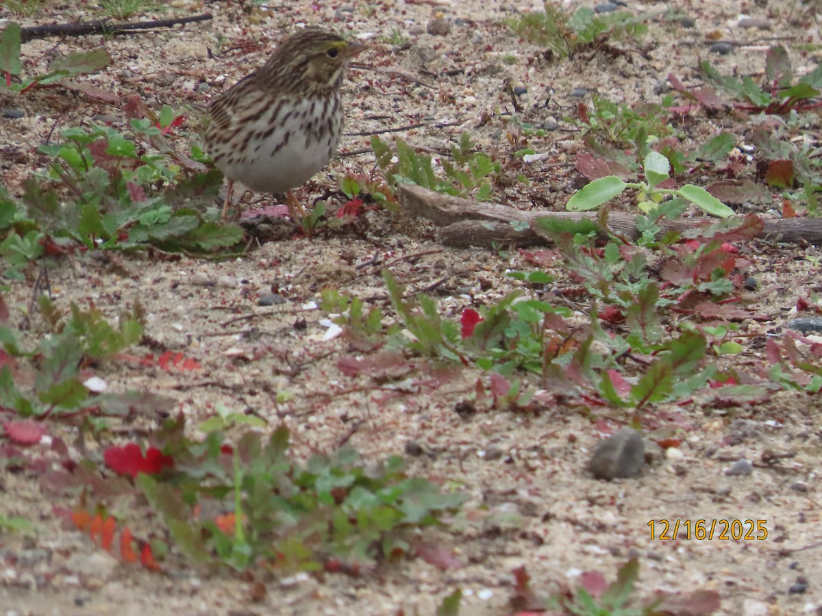 Пасовник савановий - ML647112054