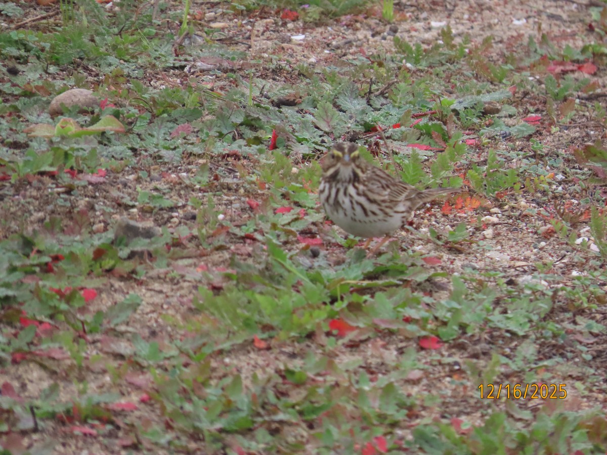 Пасовник савановий - ML647112055