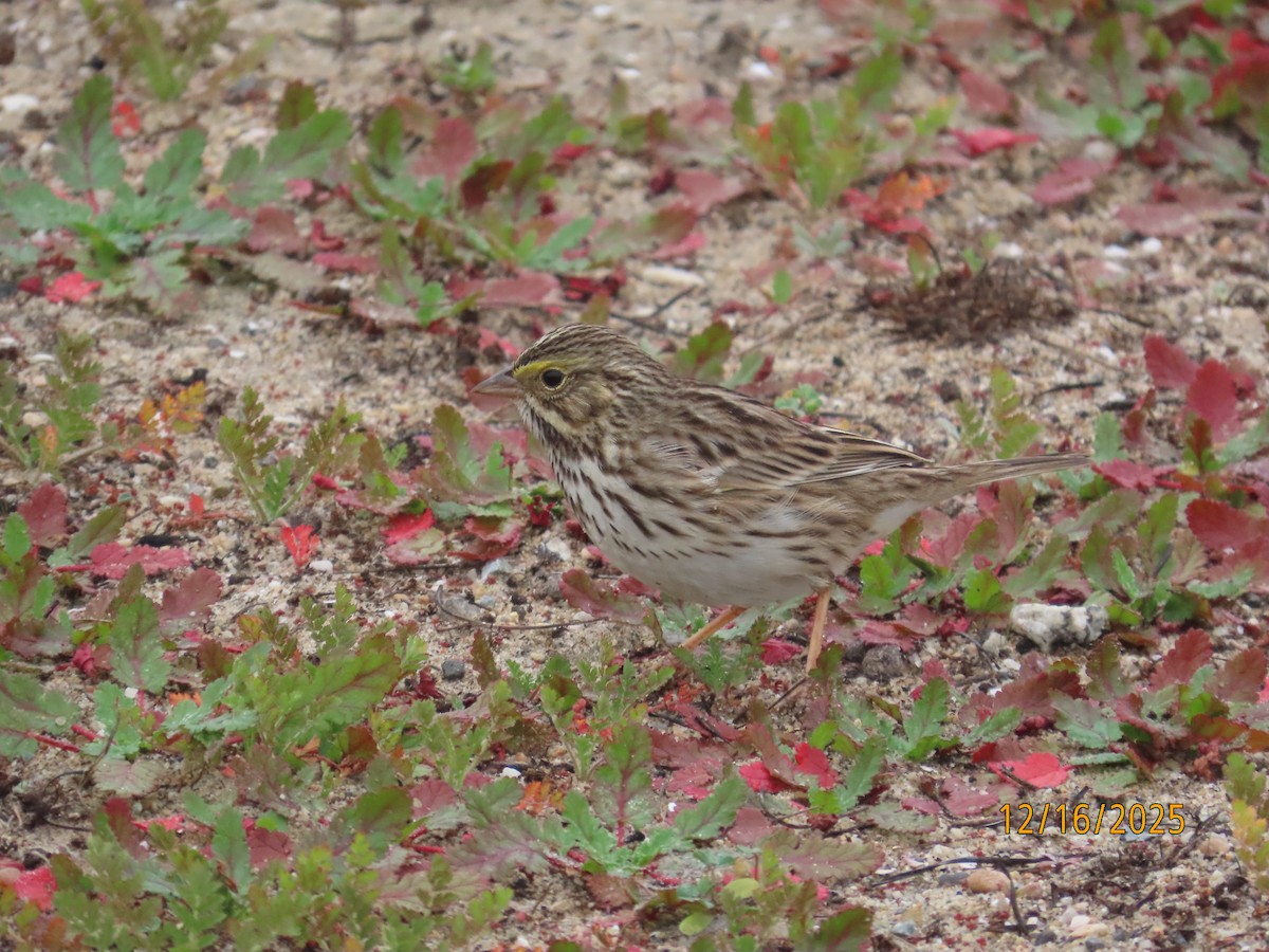 Пасовник савановий - ML647112057