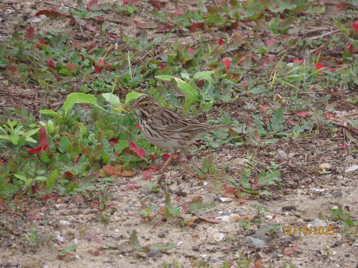 Пасовник савановий - ML647112058
