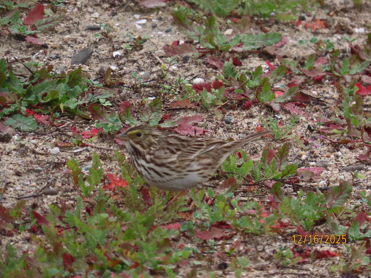 Пасовник савановий - ML647112059