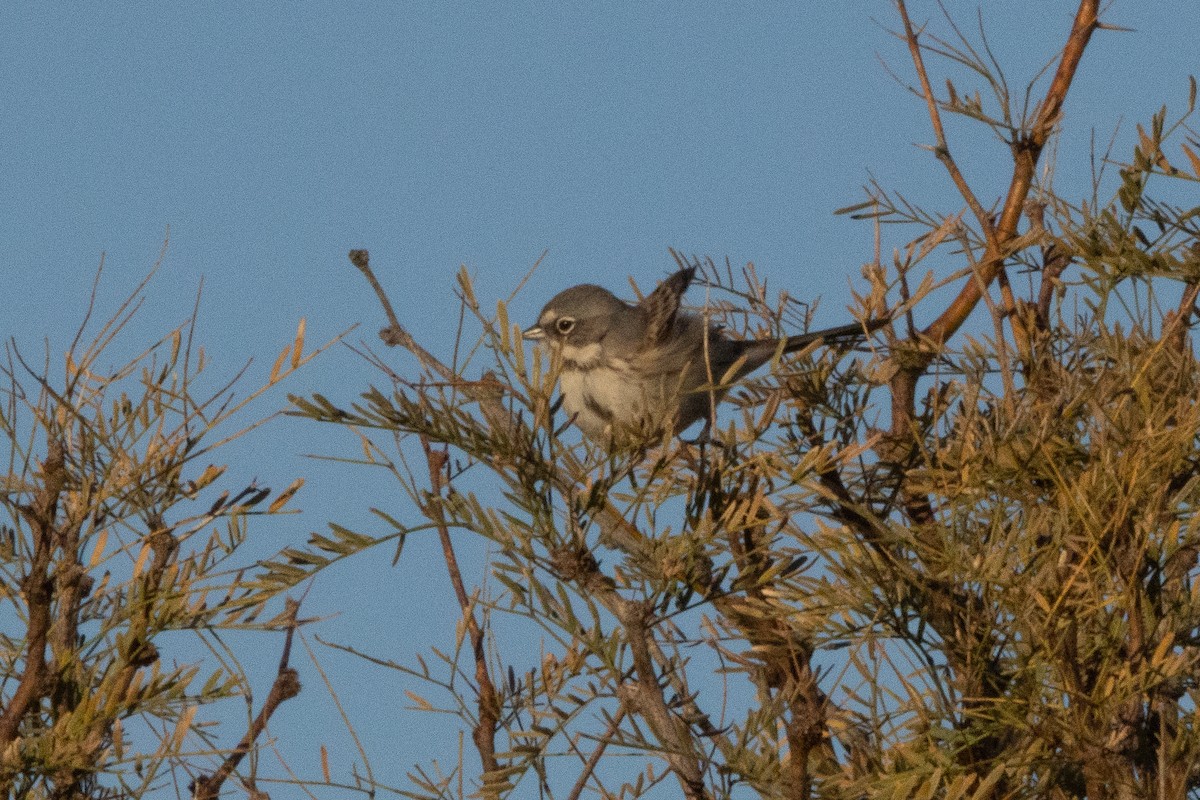 Sagebrush/Bell's Sparrow (Sage Sparrow) - ML647112069