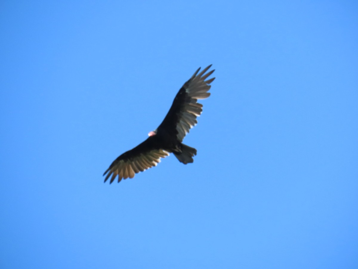 Turkey Vulture - ML647112075