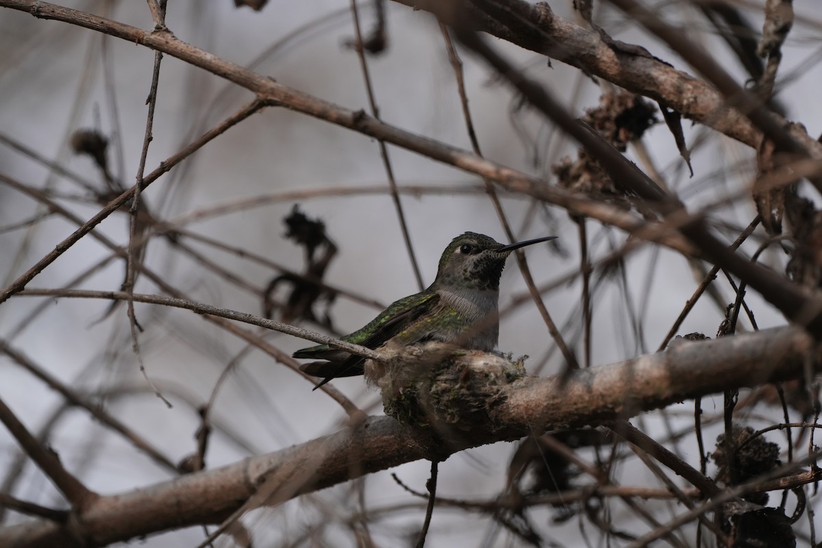 Anna's Hummingbird - ML647112076