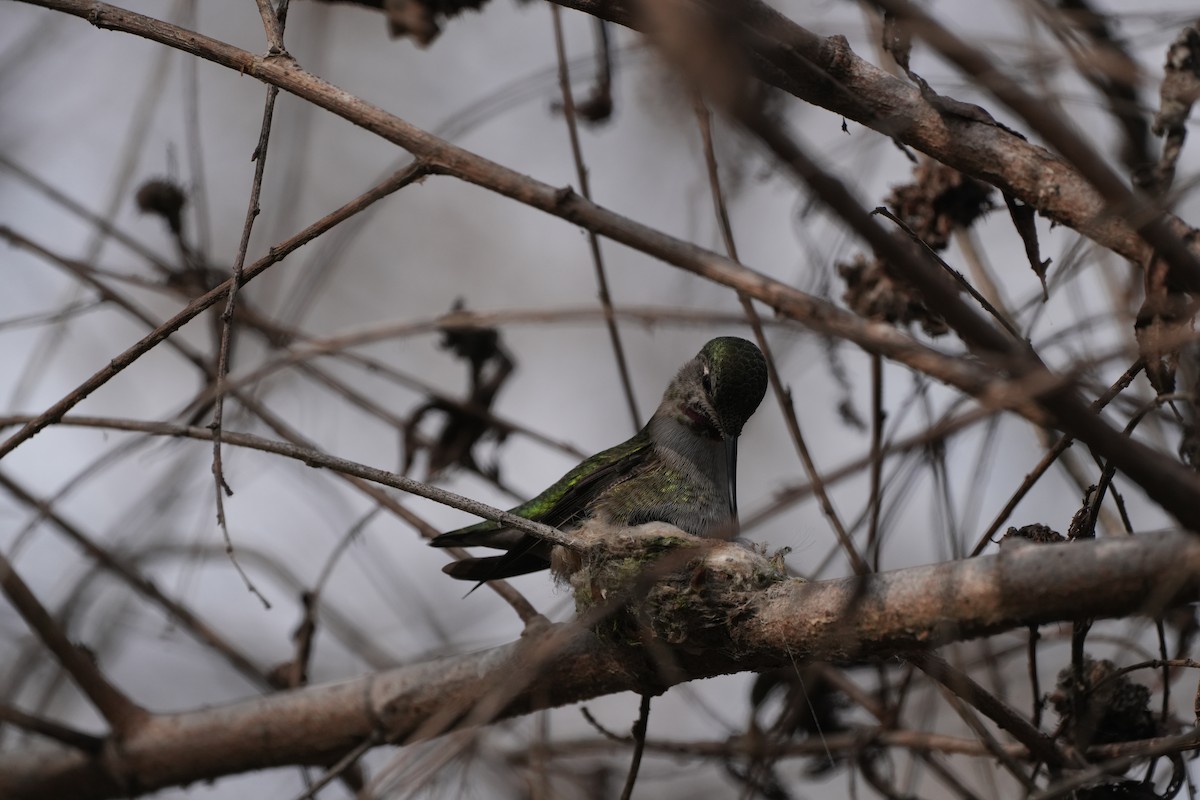 Anna's Hummingbird - ML647112077