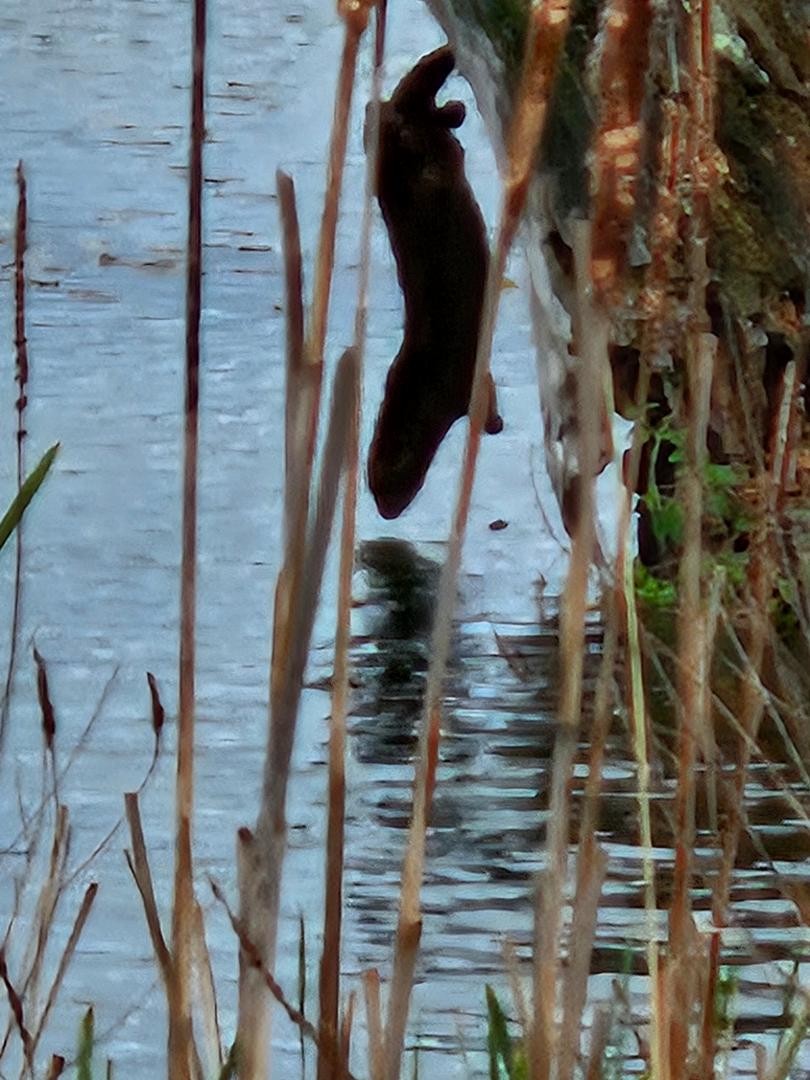 Animals - ML647112090