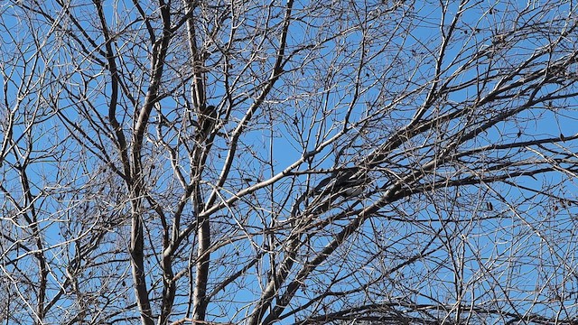 Американский перепелятник [группа velox] - ML647112092