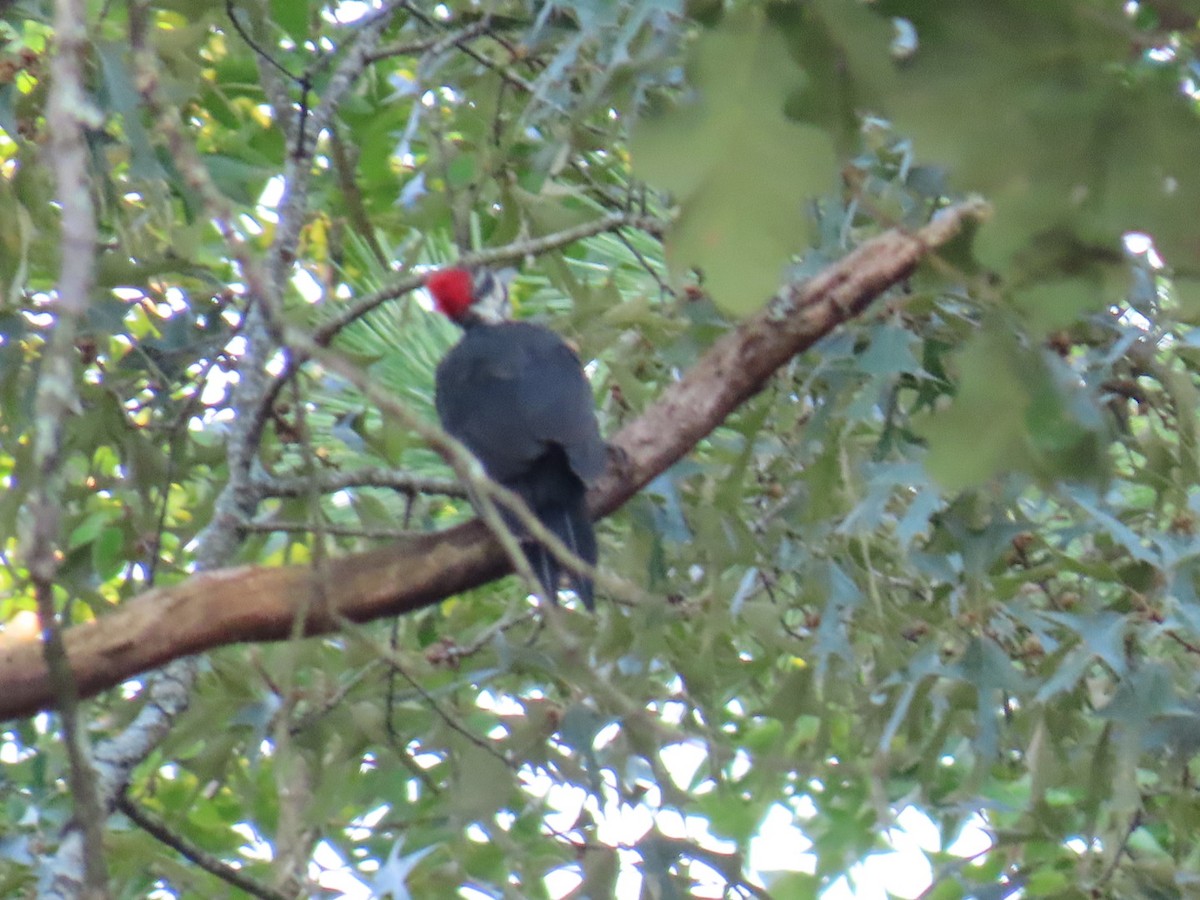 hvitbrynsvartspett - ML647112096