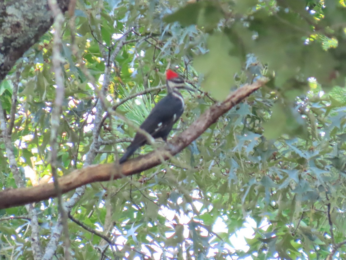 hvitbrynsvartspett - ML647112097