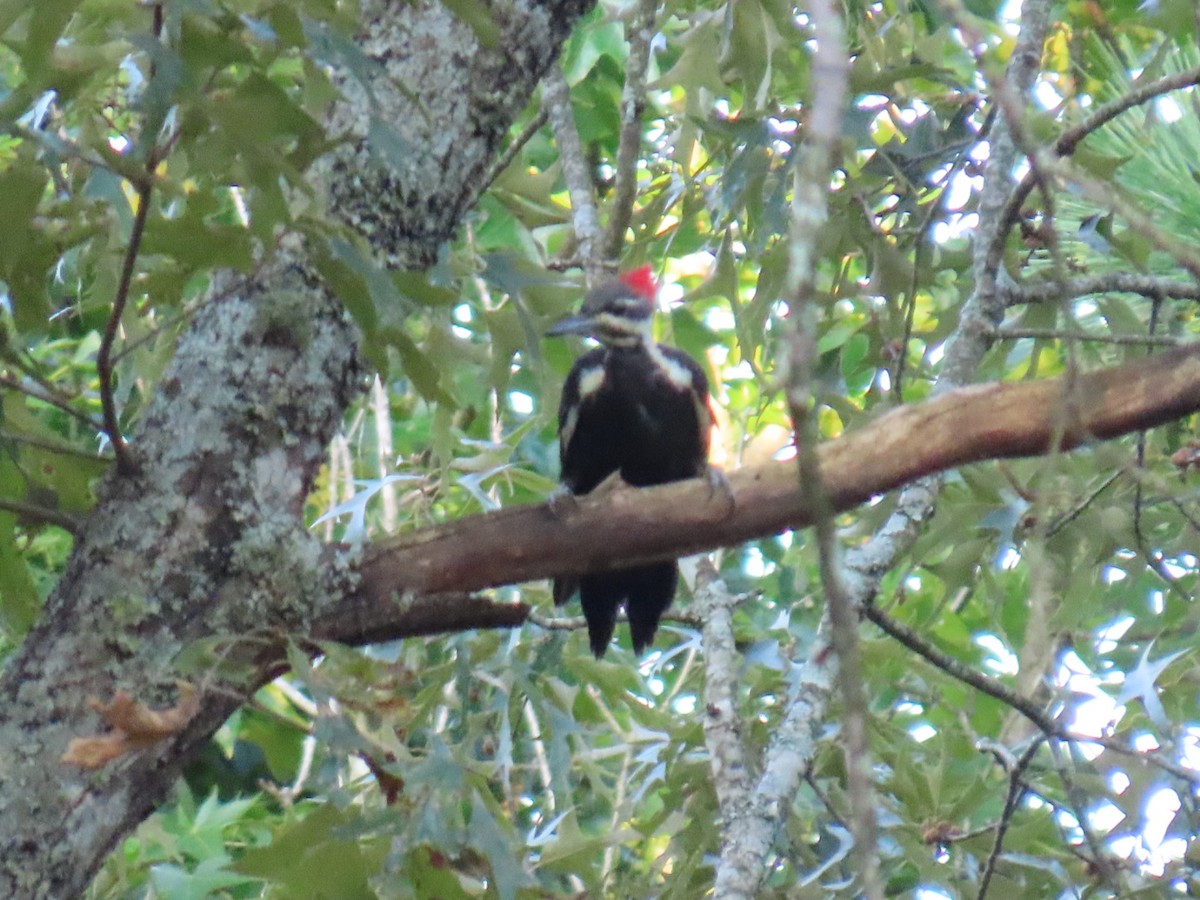 hvitbrynsvartspett - ML647112098