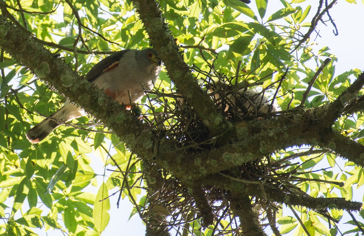 Rufous-thighed Kite - ML647112099