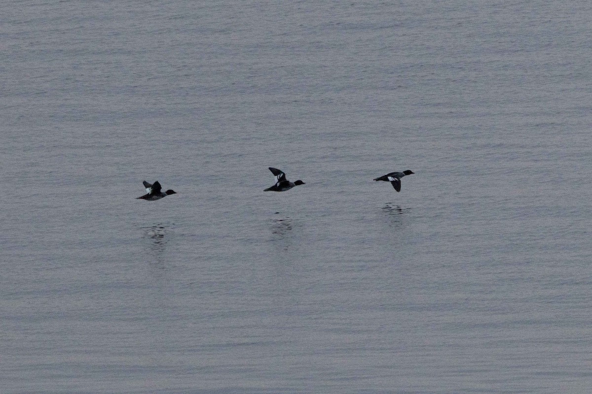 Red-breasted Merganser - ML647112104
