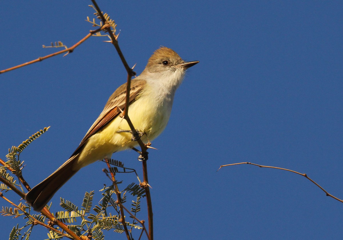 Kalifornienschopftyrann - ML647112105