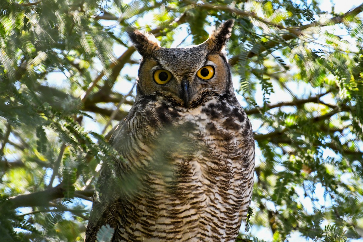 Great Horned Owl - ML647112106