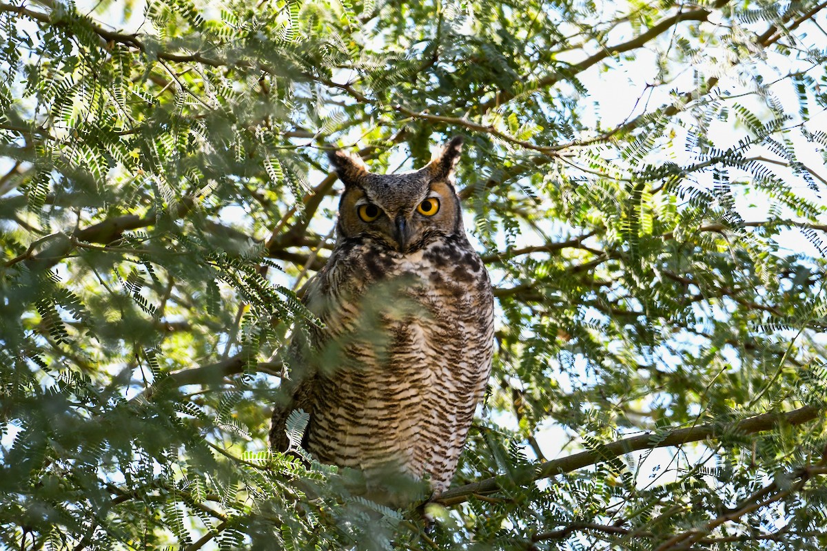 Great Horned Owl - ML647112107