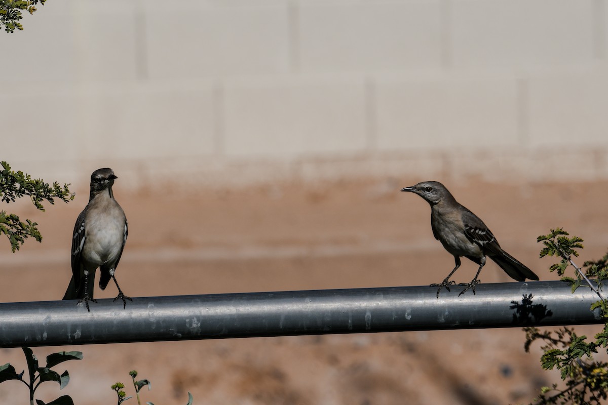 Northern Mockingbird - ML647112121