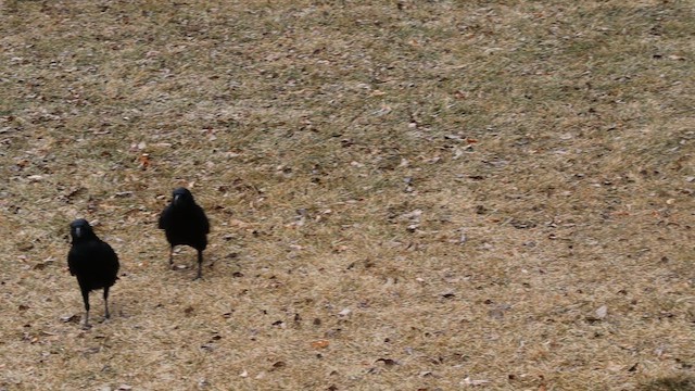 Американская ворона - ML647112125