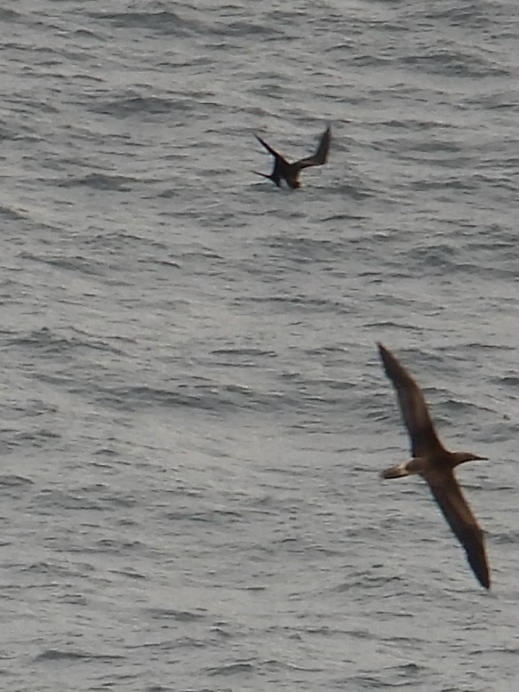 Brown Booby - ML647112126