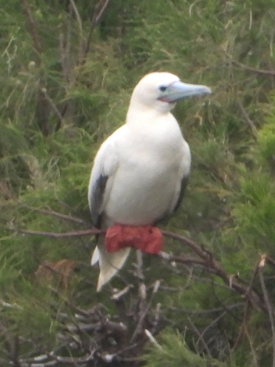 Red-footed Booby - ML647112134