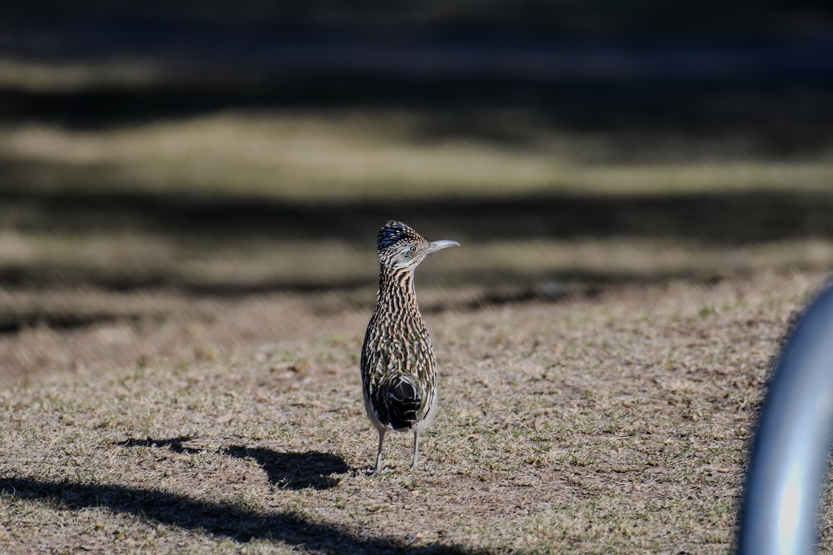 Greater Roadrunner - ML647112147