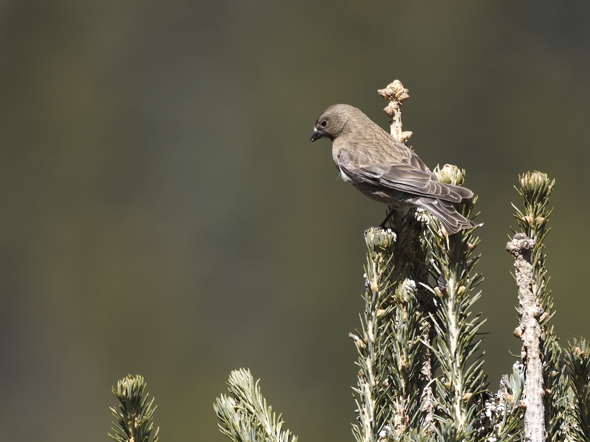 pěnkavice coloradská - ML647112157