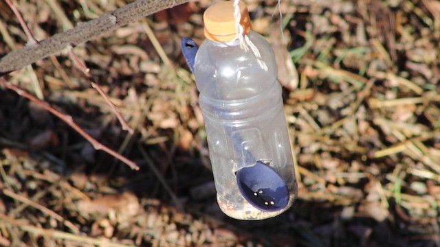 Черношапочная гаичка - ML647112172