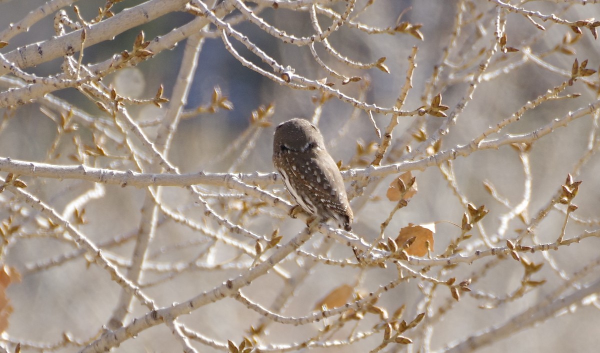 kulíšek mexický - ML647112173